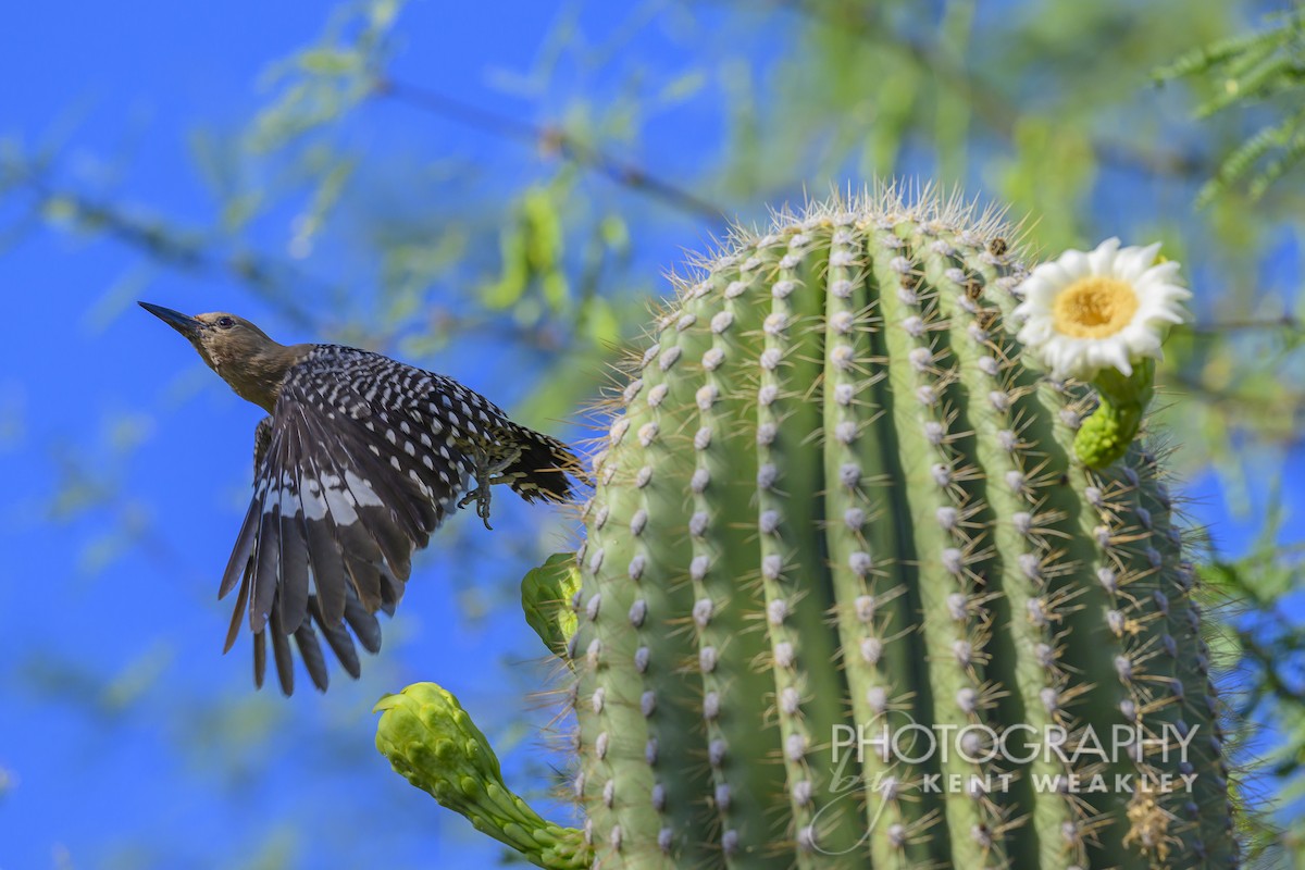 Gila Woodpecker - ML620629004