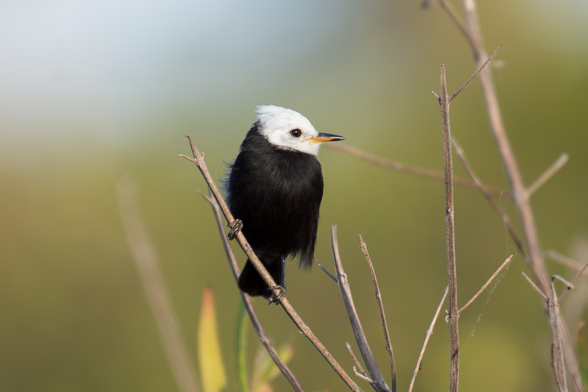 White-headed Marsh Tyrant - ML620629014