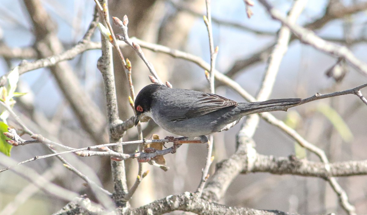 Sardinian Warbler - ML620629017