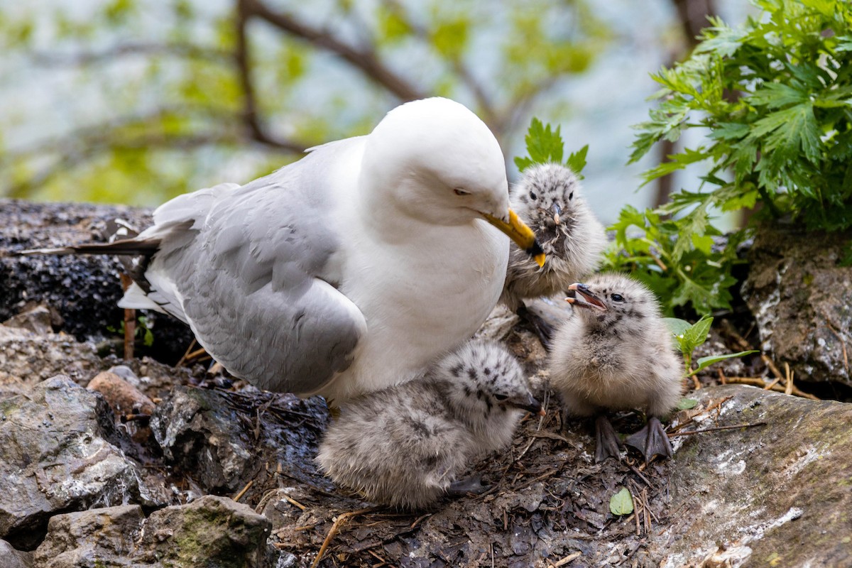 Ring-billed Gull - ML620629019