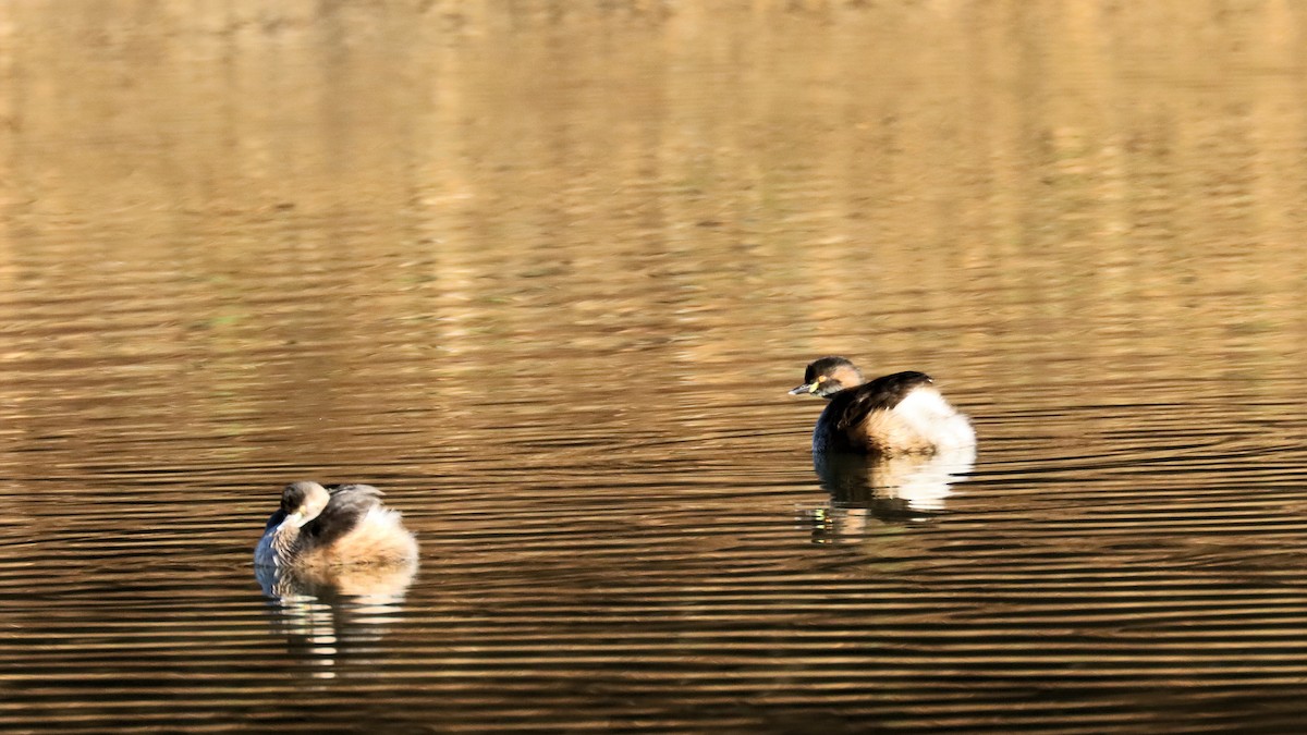 Australasian Grebe - ML620629020