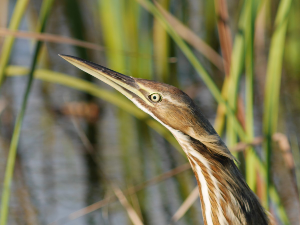 American Bittern - ML620629022