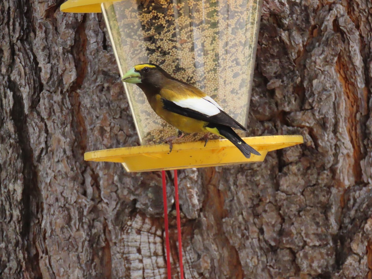 Evening Grosbeak - ML620629023