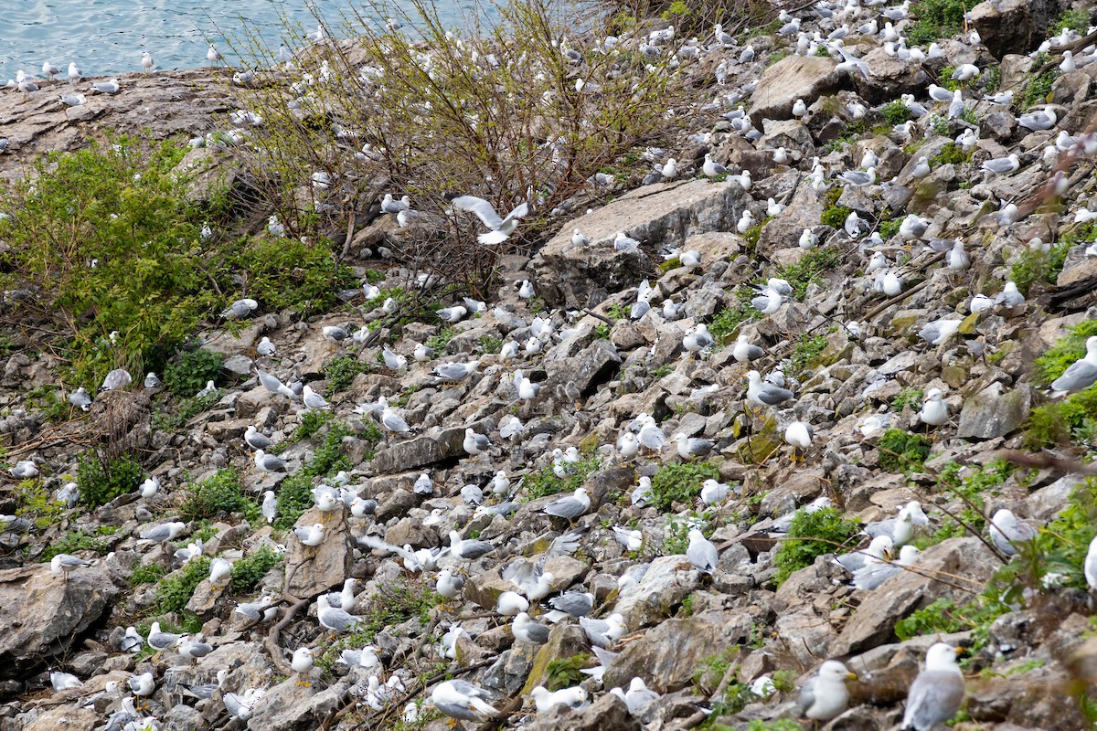 Ring-billed Gull - ML620629025