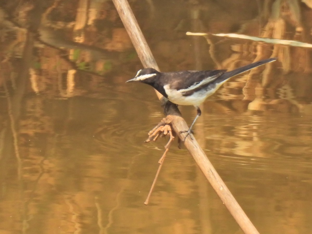 White-browed Wagtail - ML620629030