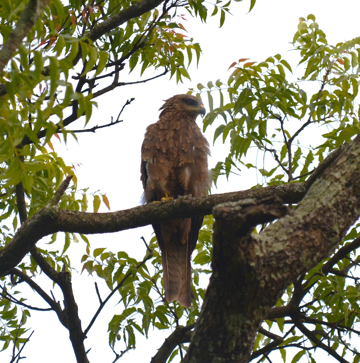 Black Kite - Himanshu Gupta