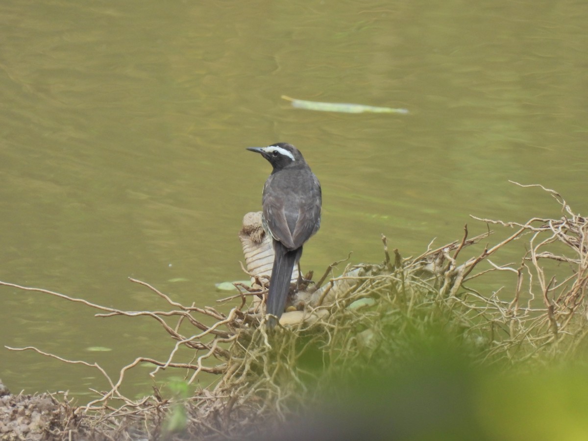White-browed Wagtail - ML620629033