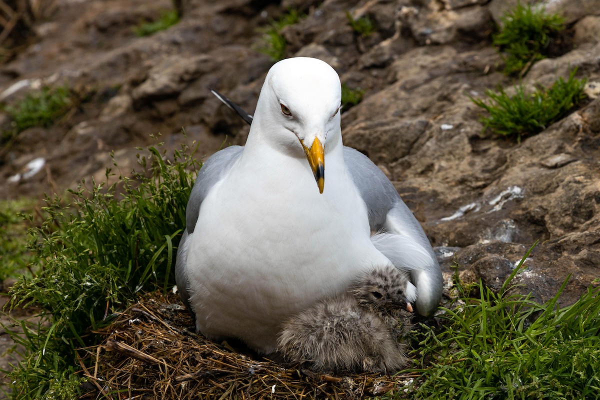 Ring-billed Gull - ML620629037