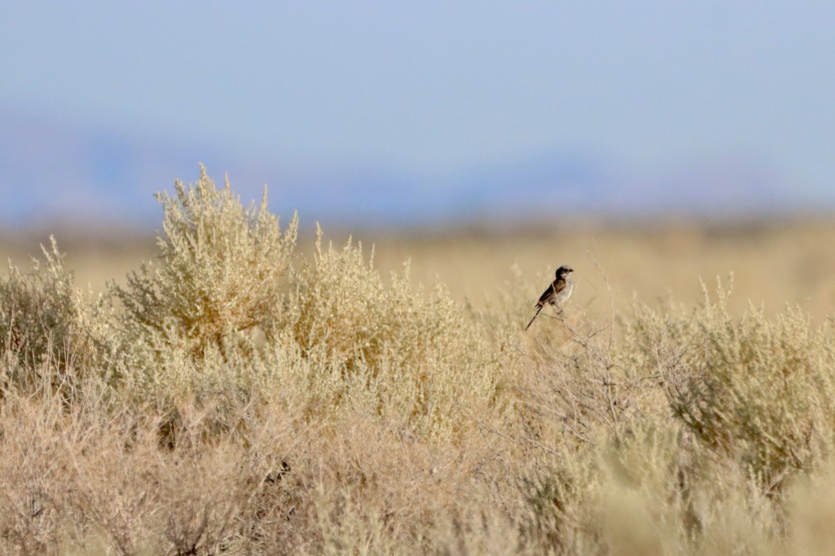 Bell's Sparrow - Robbin Mallett