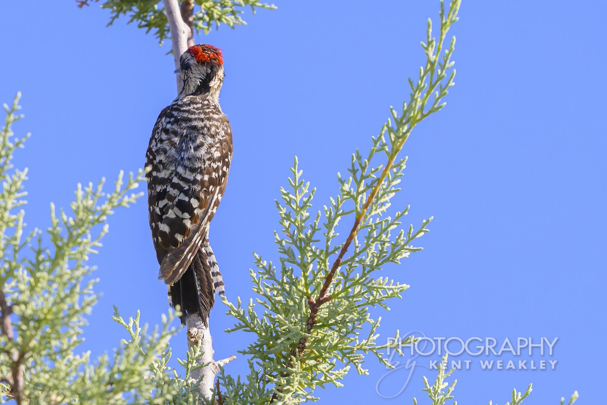 Ladder-backed Woodpecker - Kent Weakley