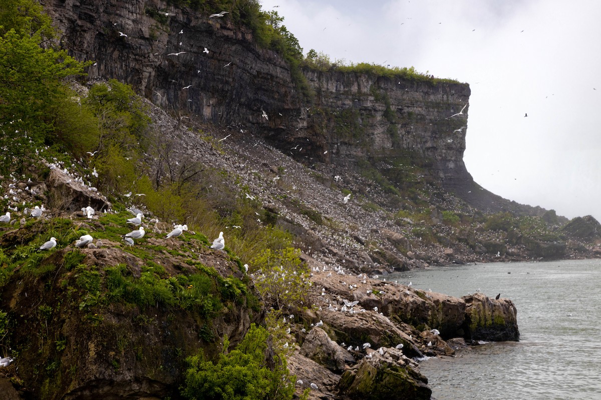 Goéland à bec cerclé - ML620629044