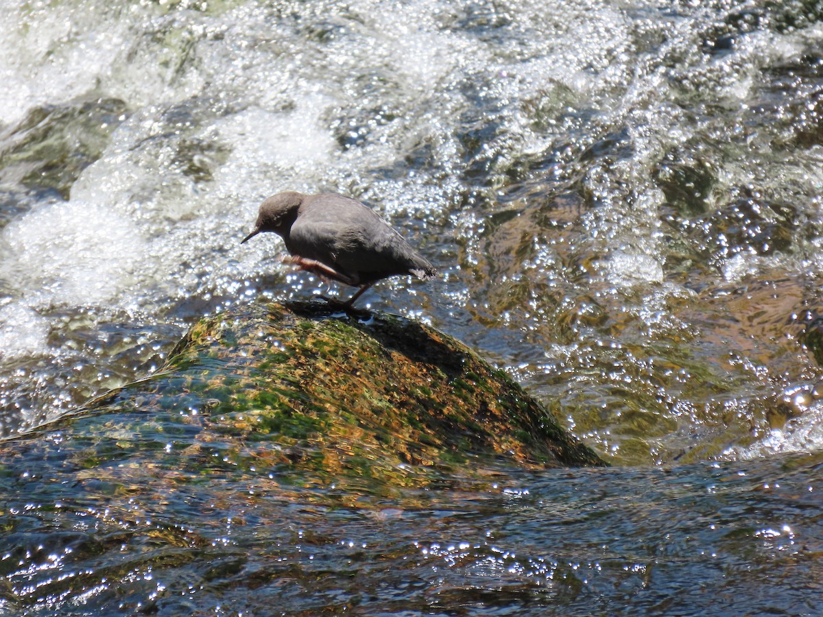 American Dipper - ML620629046