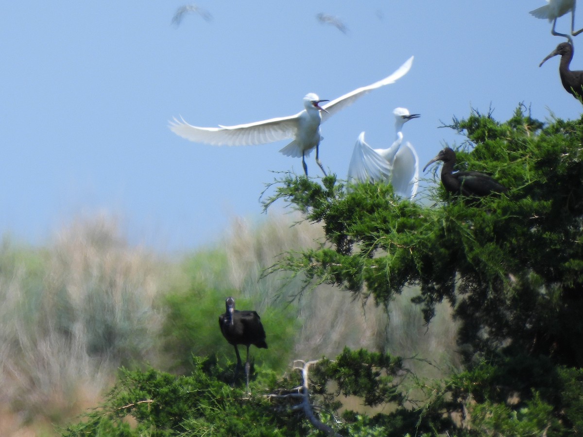 Little Blue Heron - ML620629049