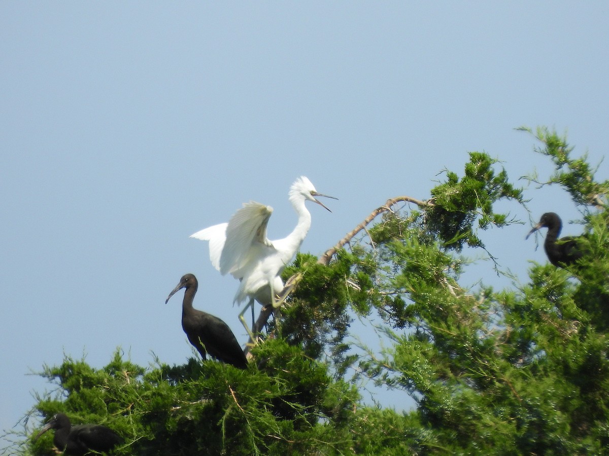 Little Blue Heron - ML620629052