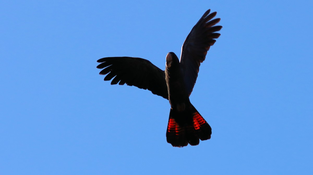 Red-tailed Black-Cockatoo - ML620629053