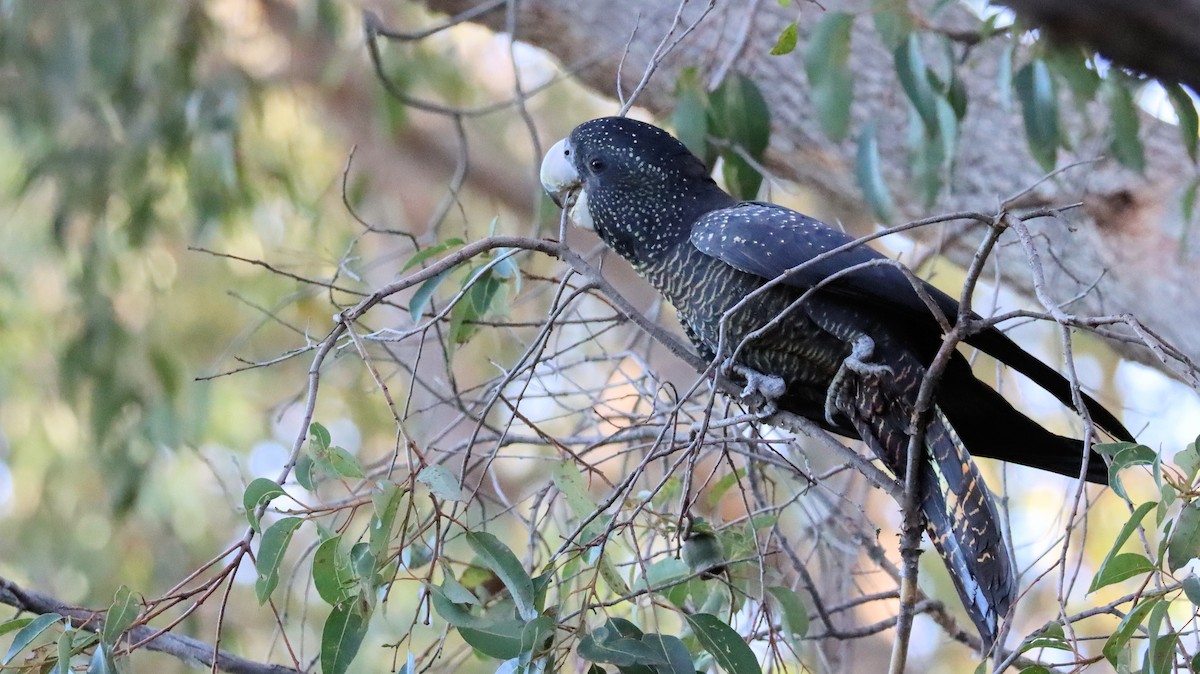 Red-tailed Black-Cockatoo - ML620629054