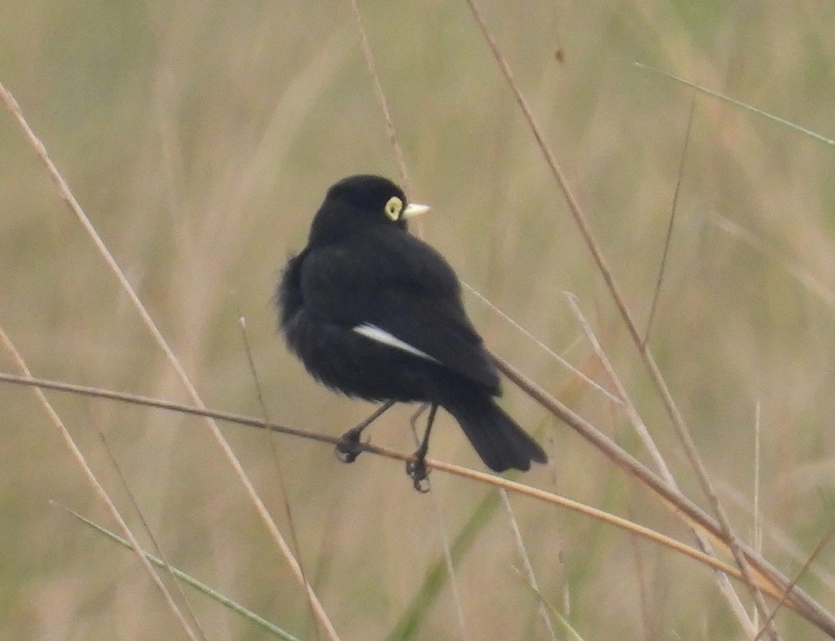 Spectacled Tyrant - ML620629056