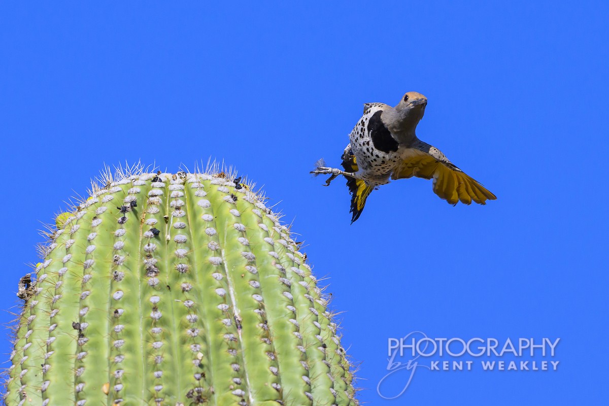 Gilded Flicker - ML620629058