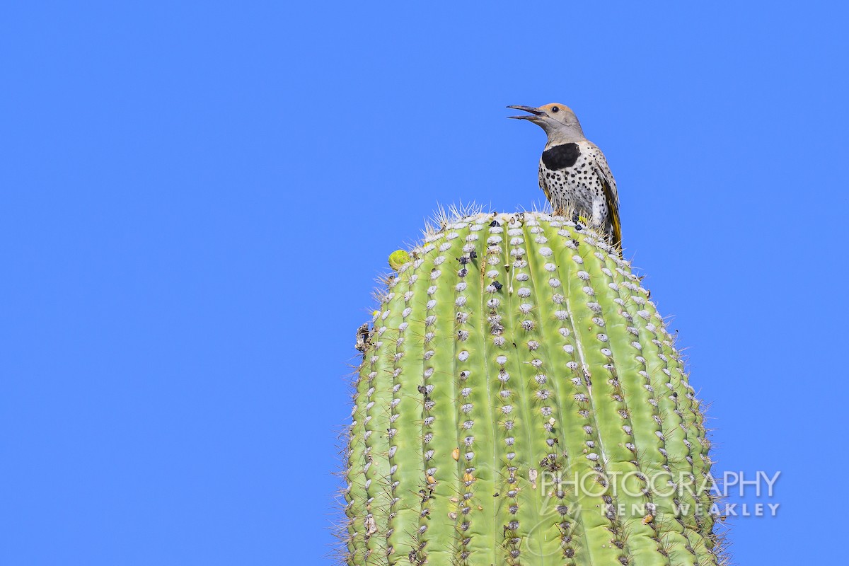 Gilded Flicker - ML620629059