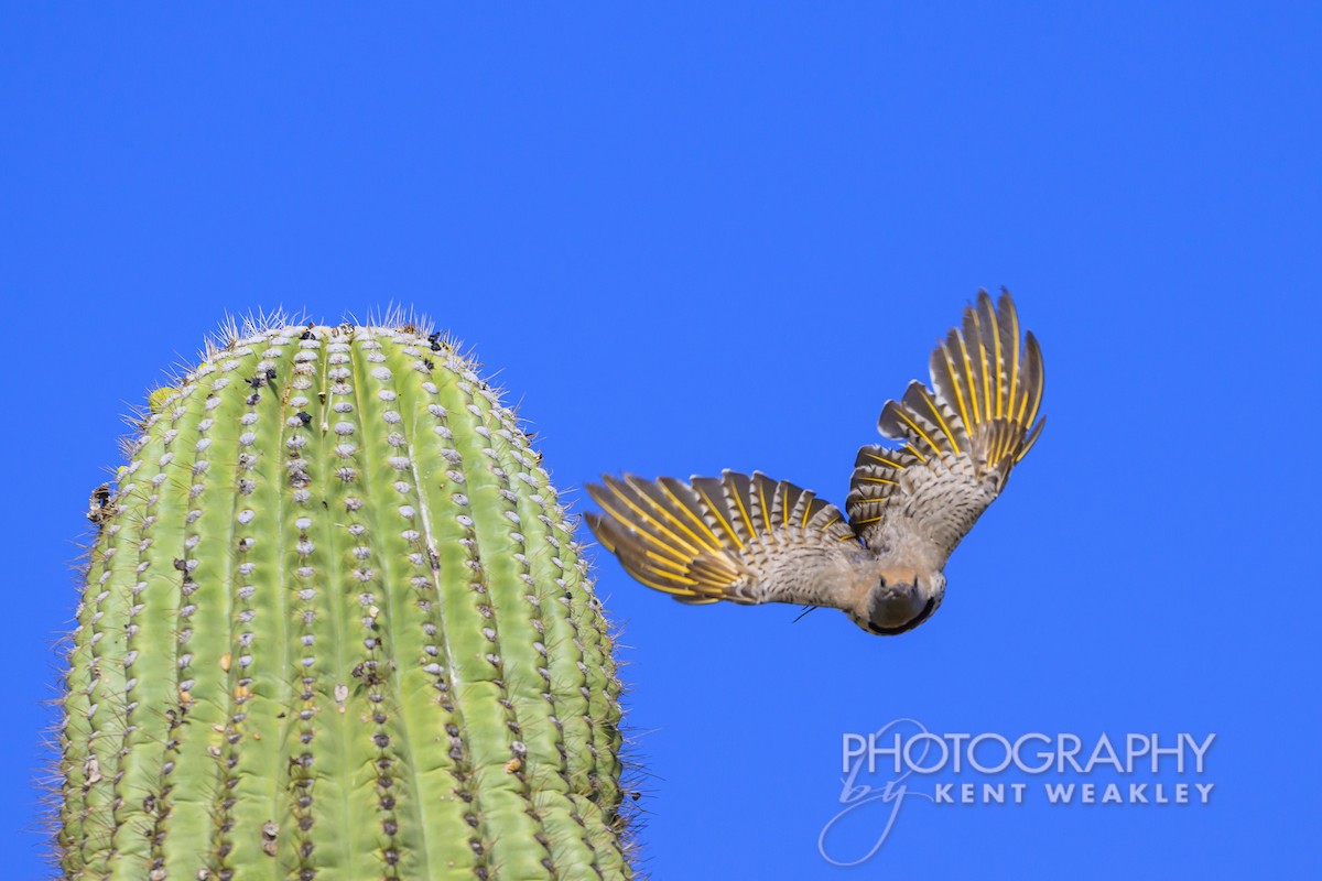 Gilded Flicker - ML620629060