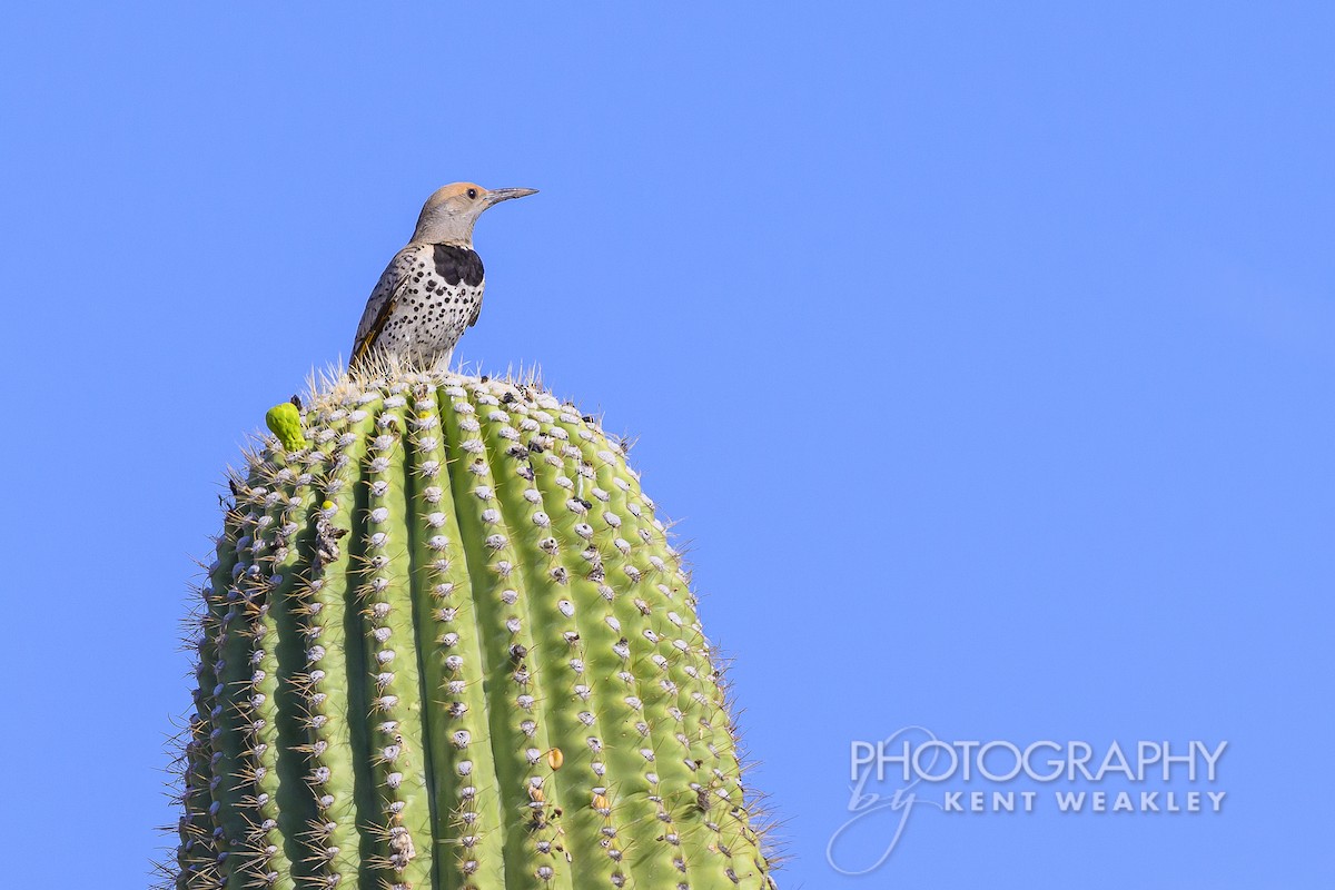 saguarospett - ML620629061