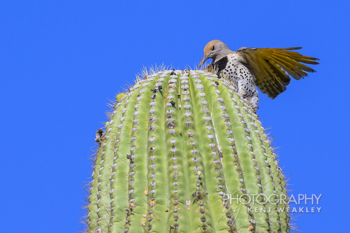 saguarospett - ML620629062