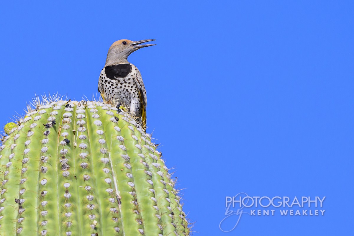 saguarospett - ML620629063