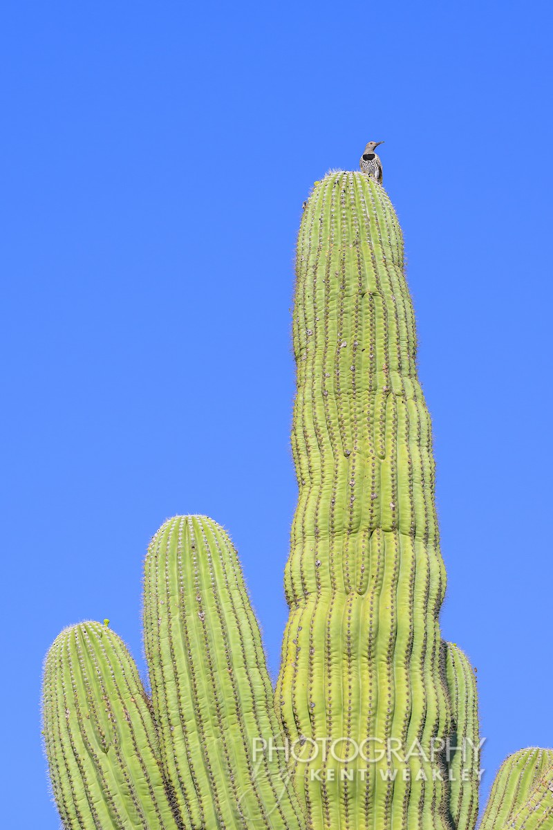 Gilded Flicker - ML620629064