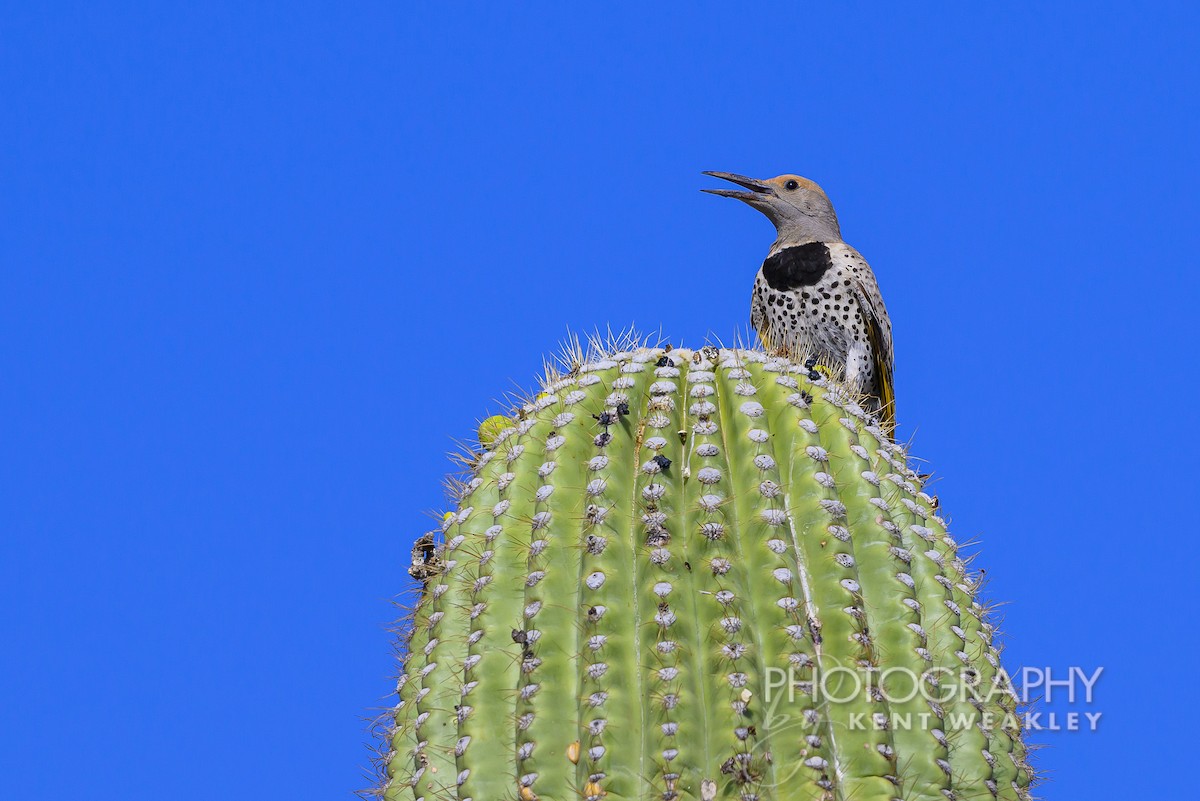 Gilded Flicker - ML620629065