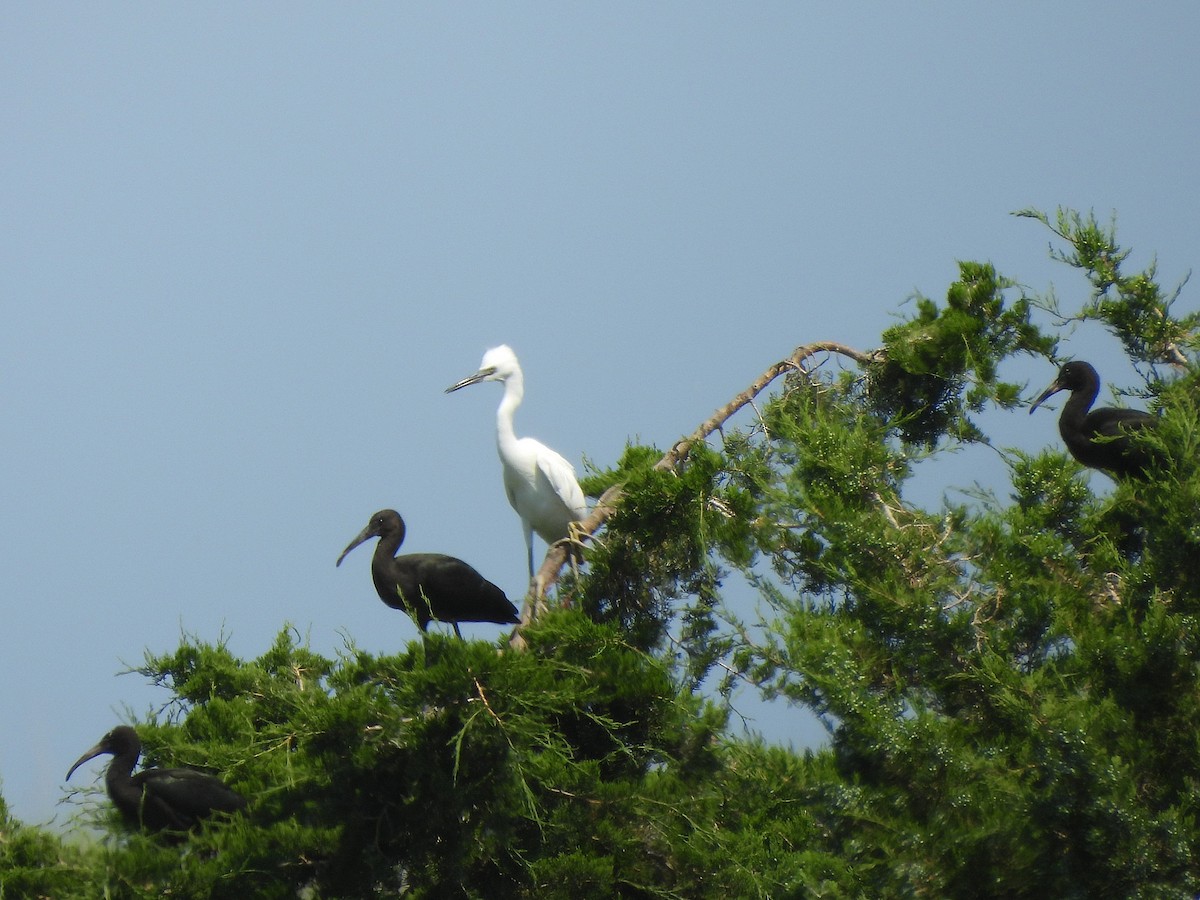 Glossy Ibis - Tracee Fugate