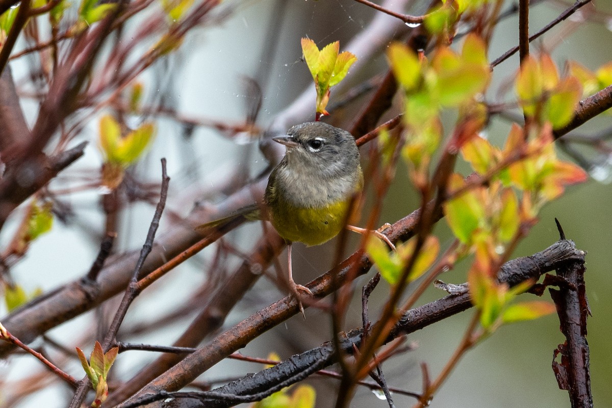 MacGillivray's Warbler - ML620629070