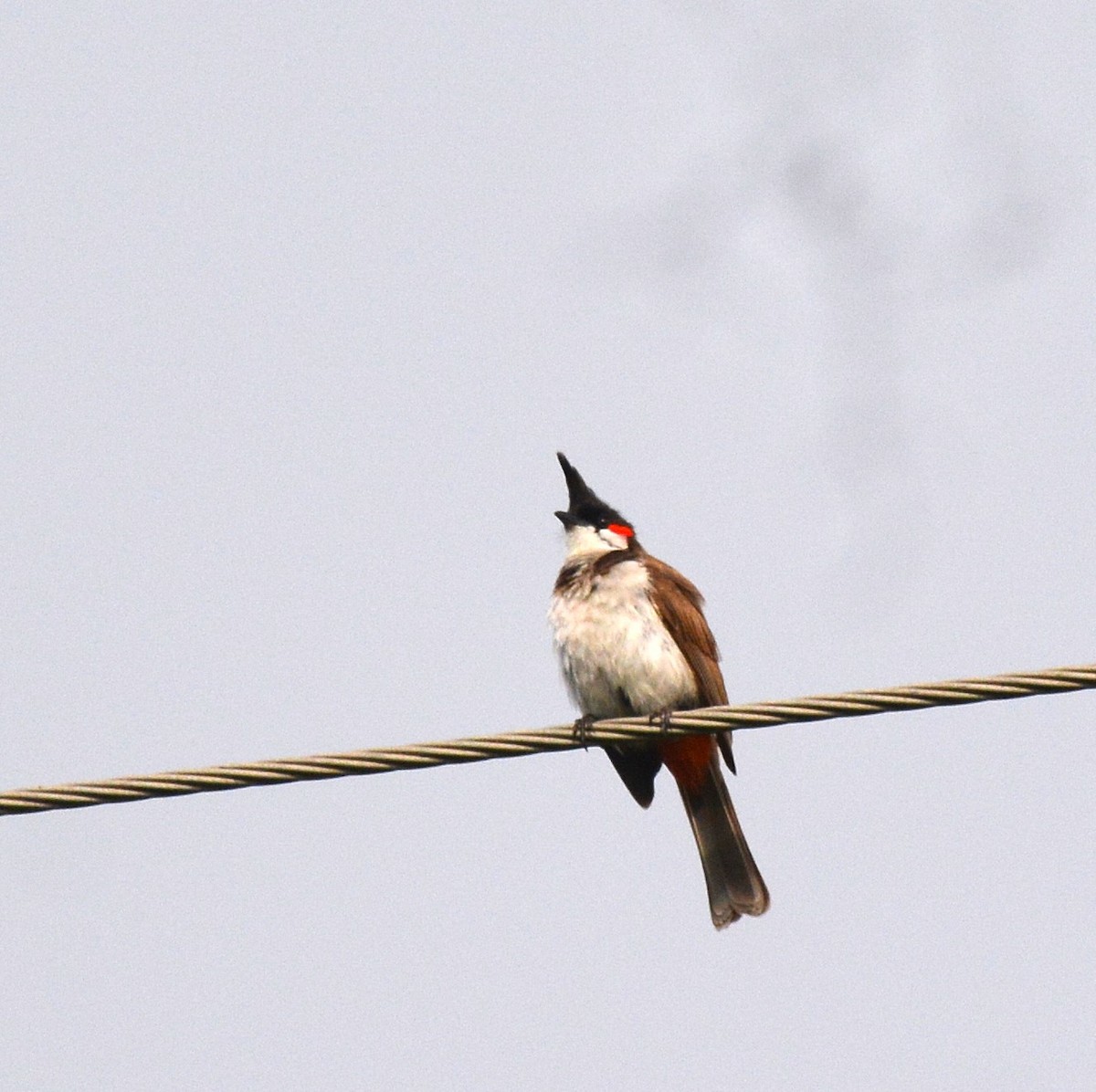 Red-whiskered Bulbul - ML620629071