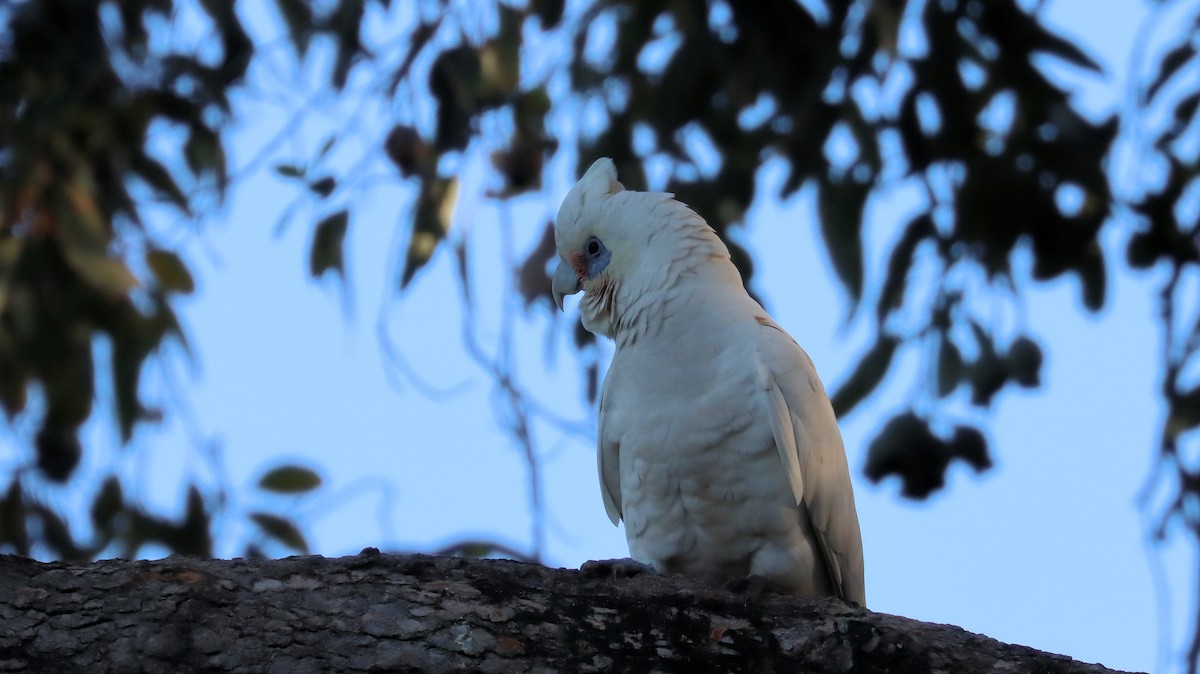 Cacatoès corella - ML620629072