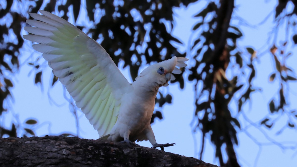 Cacatoès corella - ML620629073