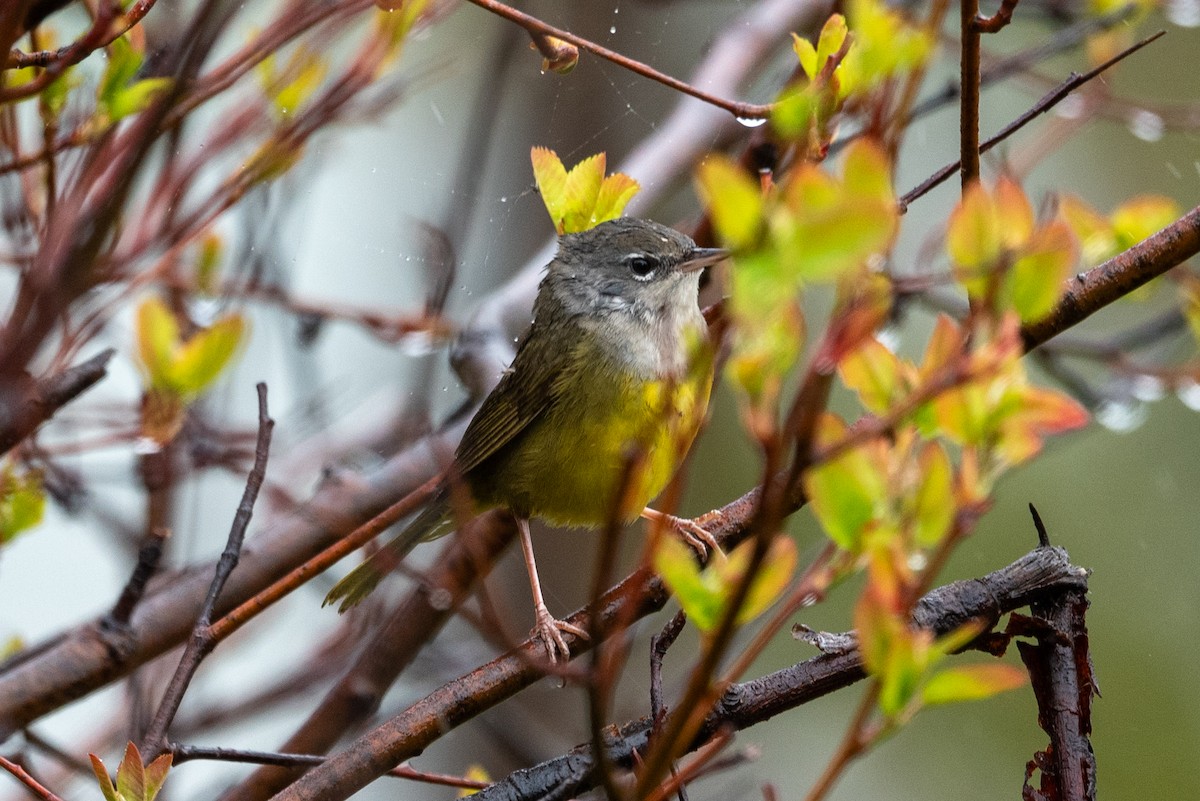 MacGillivray's Warbler - Yixiao Liu