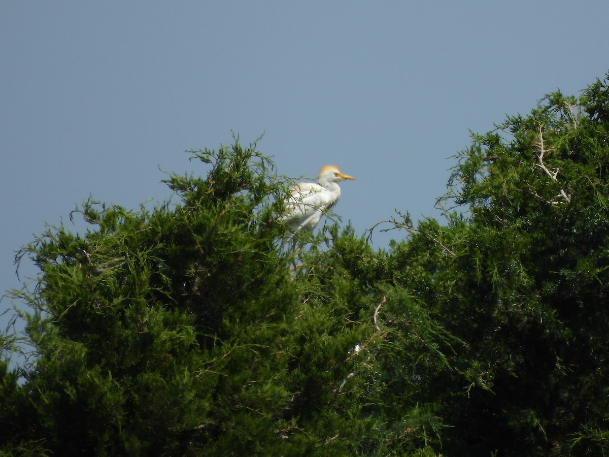 Western Cattle Egret - ML620629075