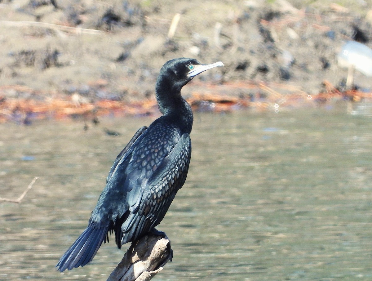 Little Black Cormorant - ML620629076