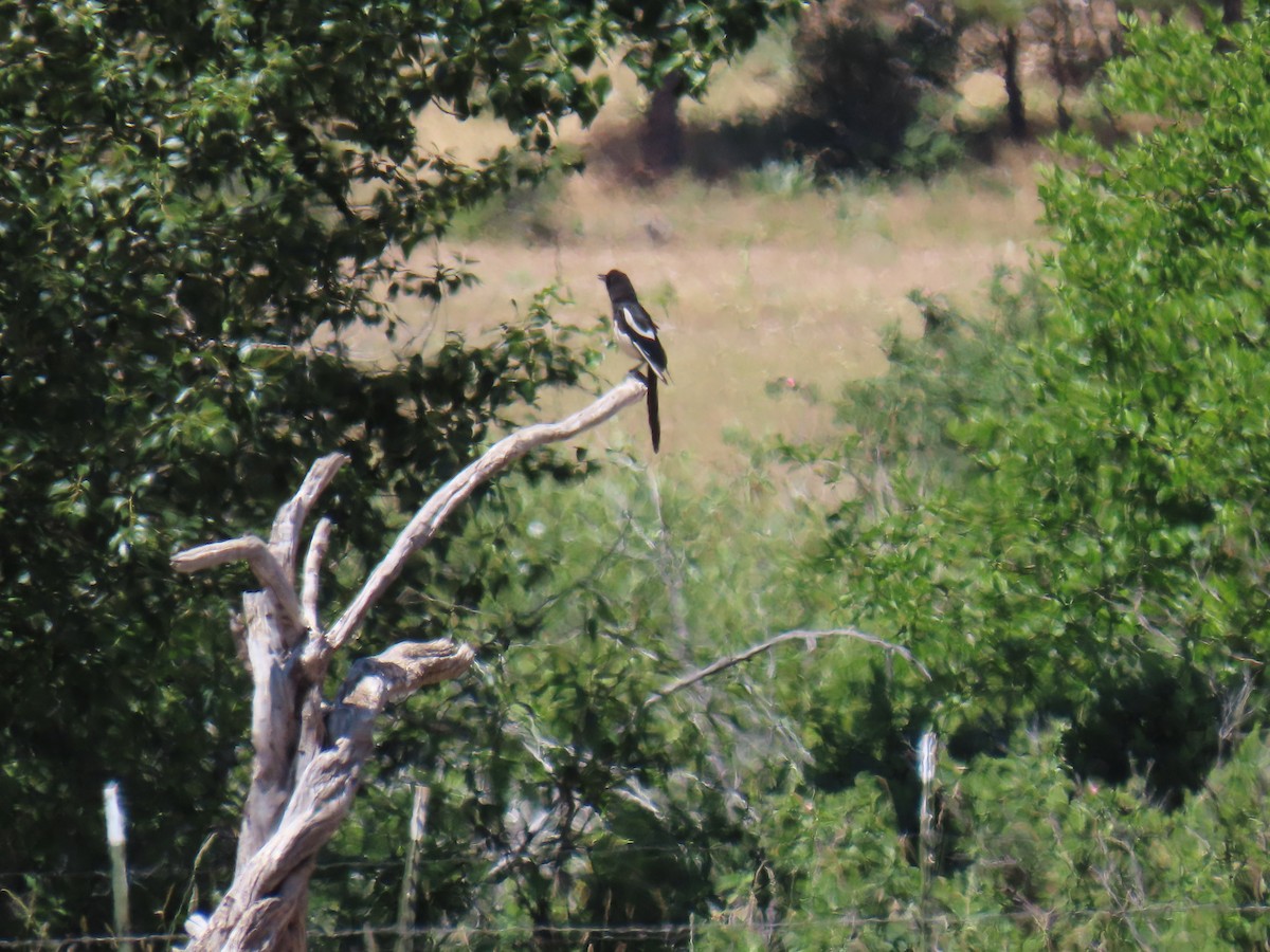 Black-billed Magpie - ML620629077