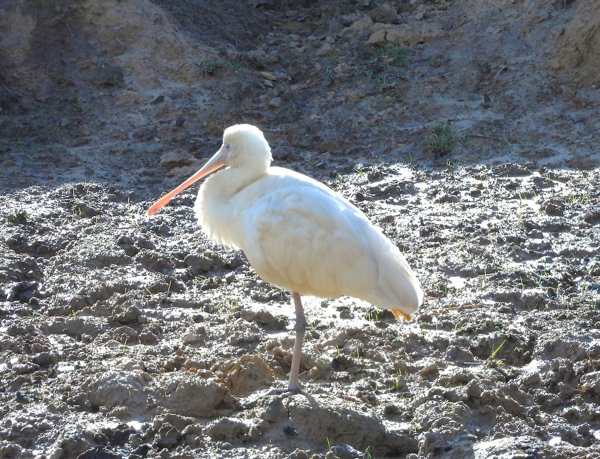 Yellow-billed Spoonbill - ML620629078