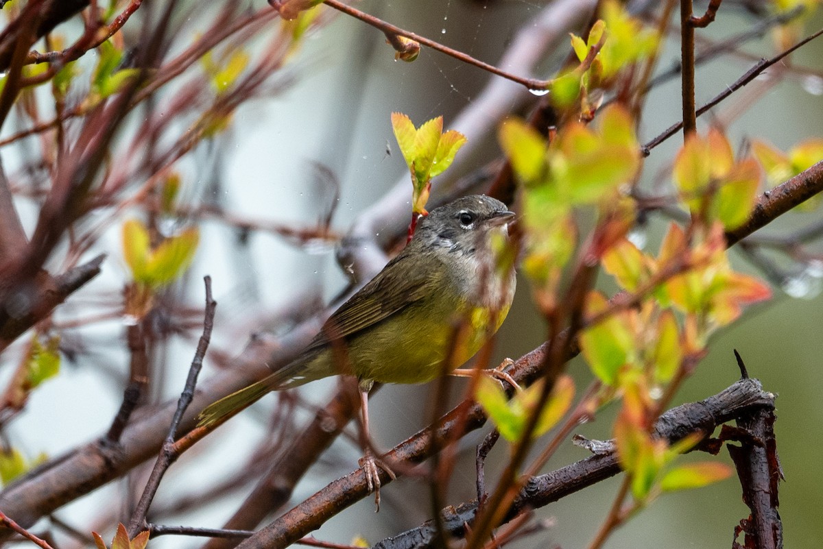 MacGillivray's Warbler - ML620629079