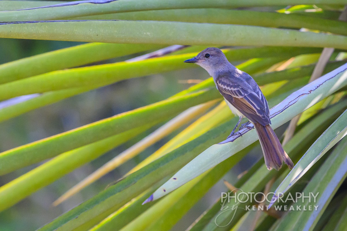 Brown-crested Flycatcher - ML620629080