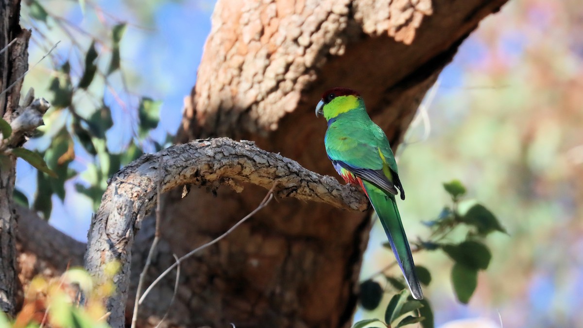 Red-capped Parrot - ML620629081