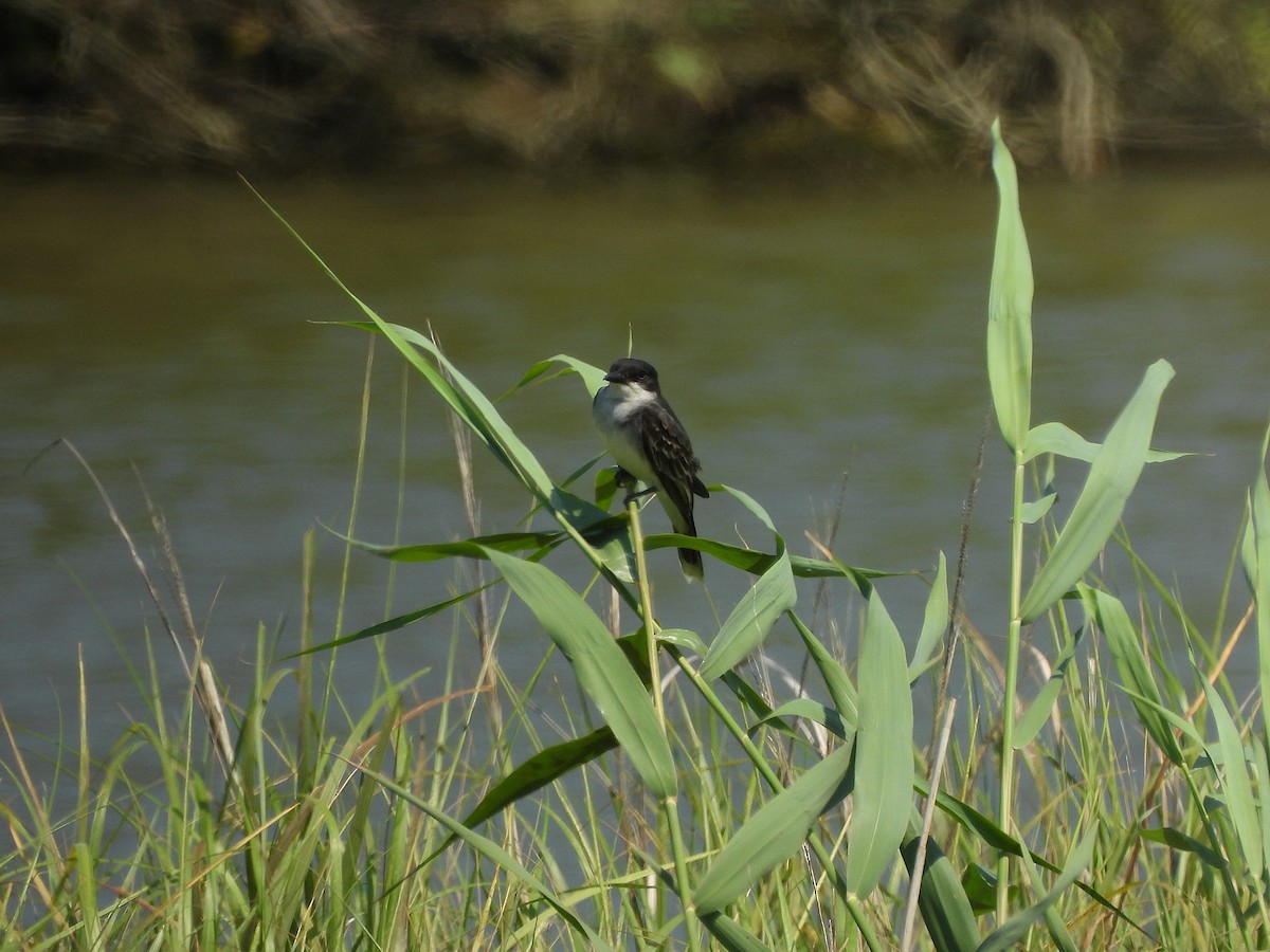 Schieferrücken-Königstyrann - ML620629082