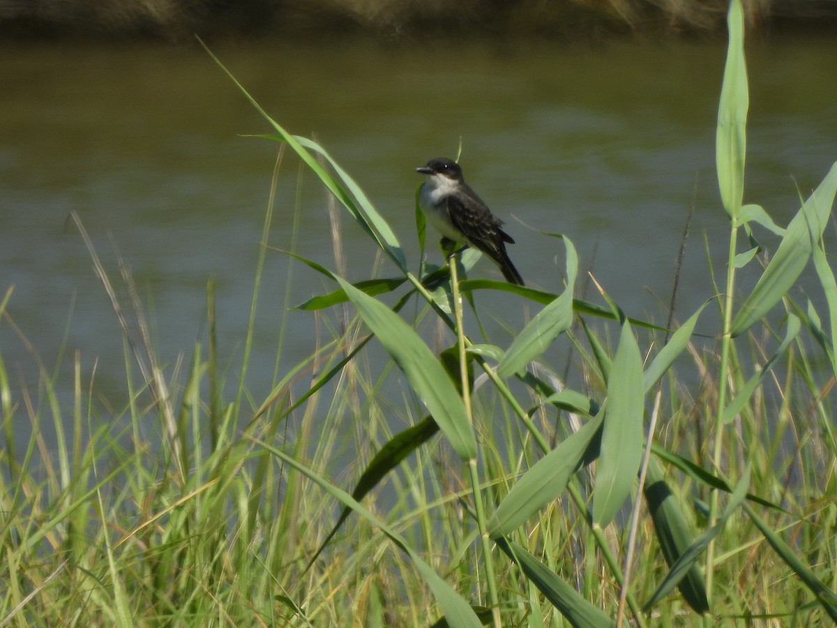 Schieferrücken-Königstyrann - ML620629083