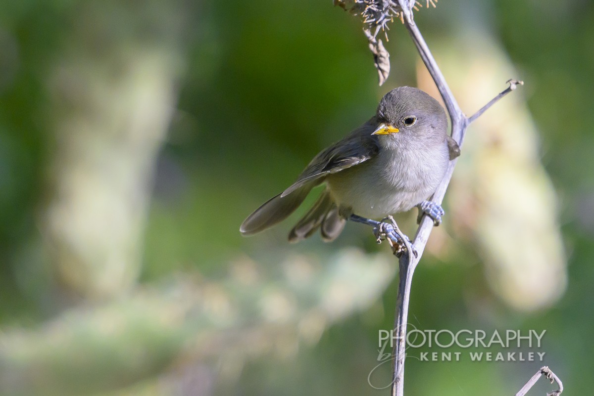 Pájaro Moscón Baloncito - ML620629084