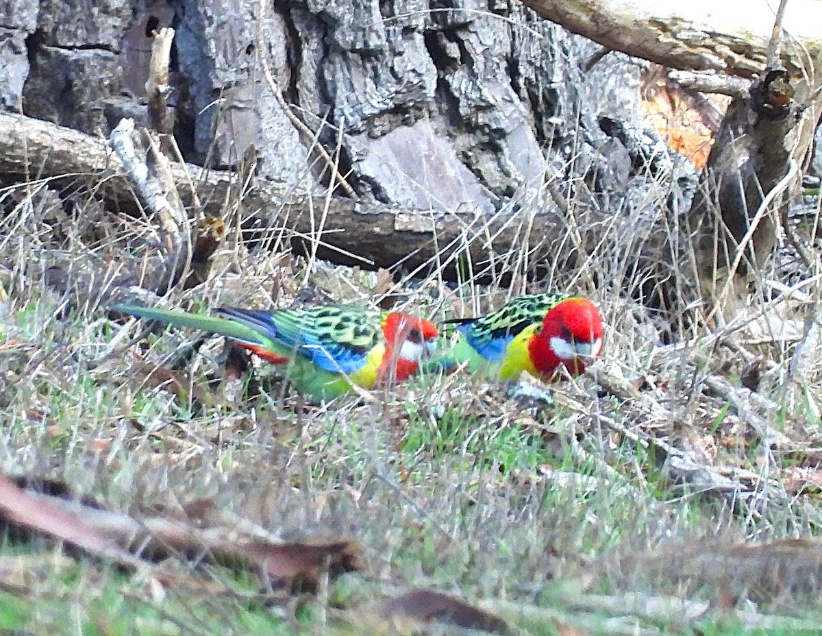 Eastern Rosella - ML620629085