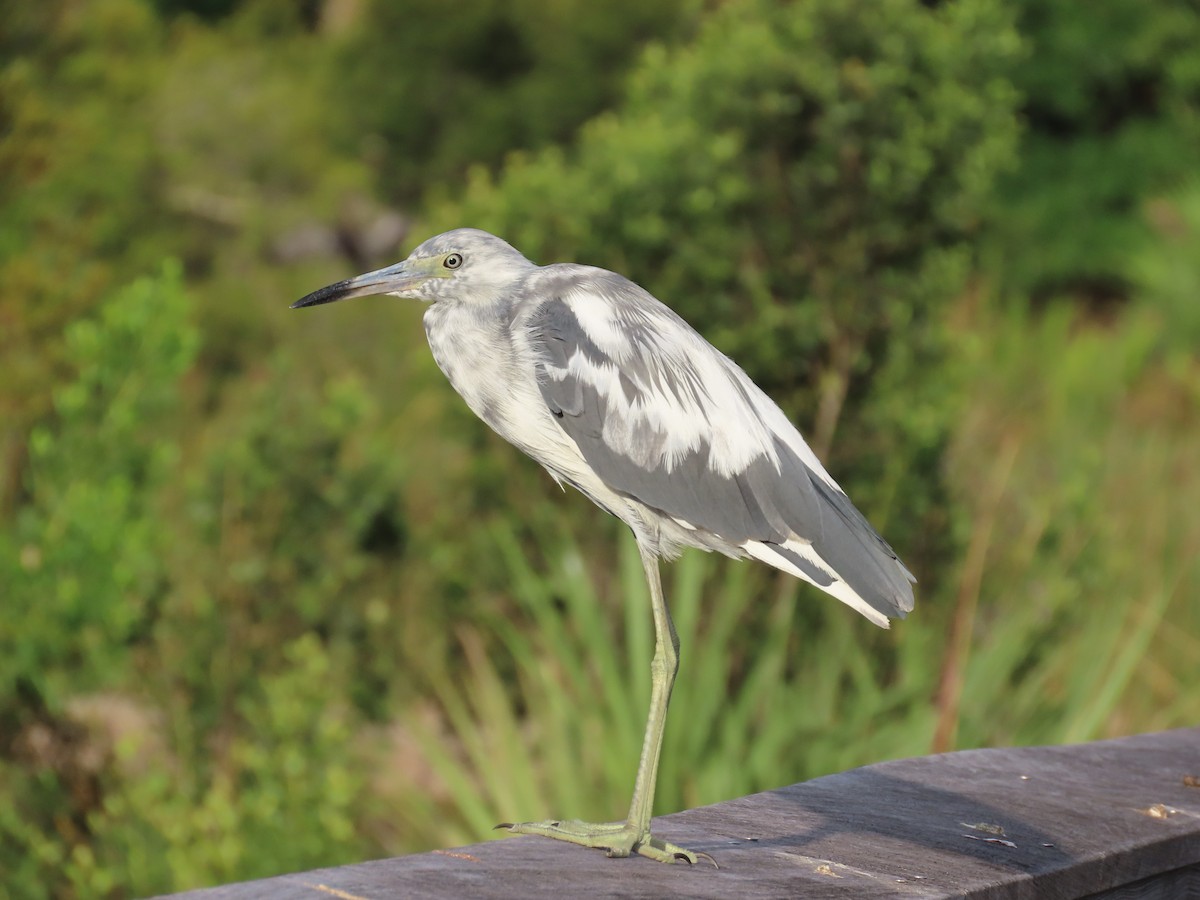 Aigrette bleue - ML620629087