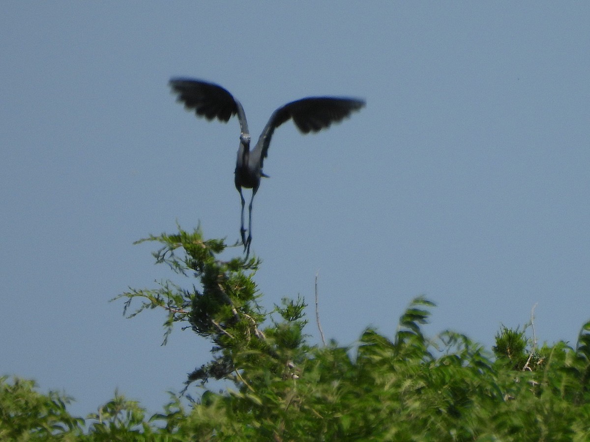 Little Blue Heron - ML620629089