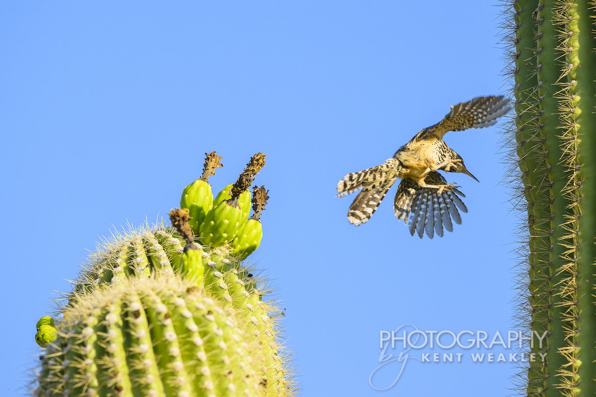 Cactus Wren - ML620629091