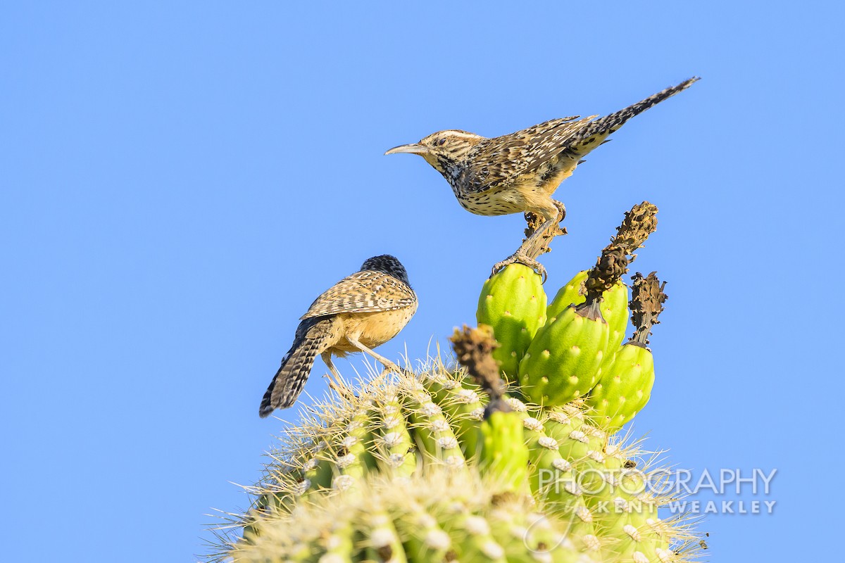 Cactus Wren - ML620629092